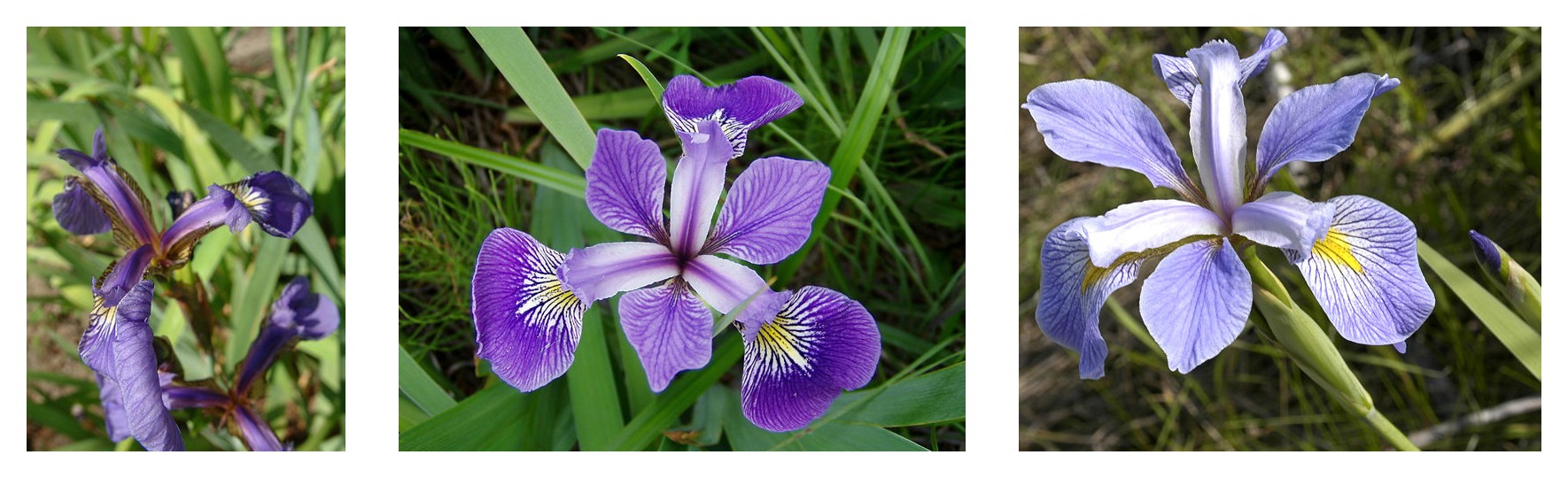 From left to right, Iris setosa (by Radomil, CC BY-SA 3.0), Iris versicolor (by Dlanglois, CC BY-SA 3.0), and Iris virginica (by Frank Mayfield, CC BY-SA 2.0).
